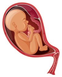 9-week-fetus