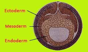 Embro Layer