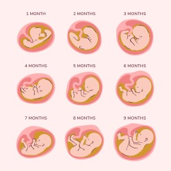 7-week-fetus