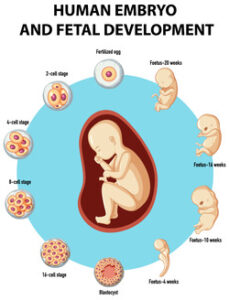 your-baby-at-week-12