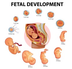 6-week-fetus
