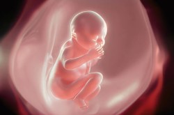 Your-baby-8-week-fetus