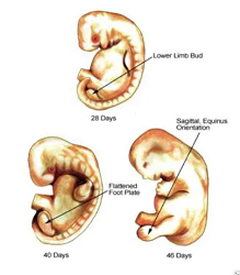 Your-baby-8-week-fetus