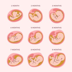 Fetal Movement