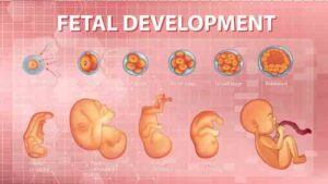 fetal development