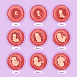 Gestation Period and Development