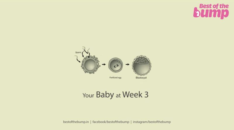 Your Baby at Week 3