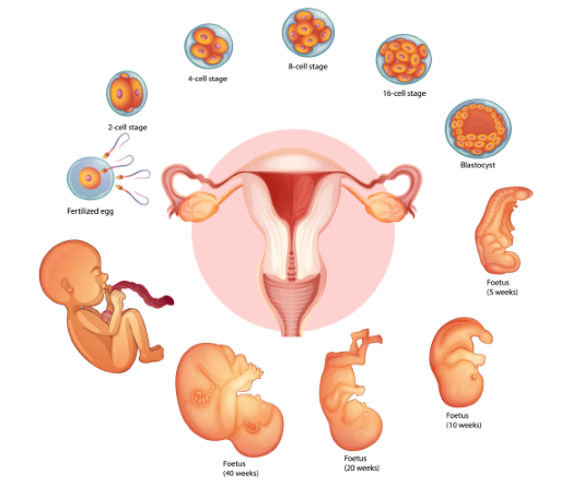 Gestation Period and Development