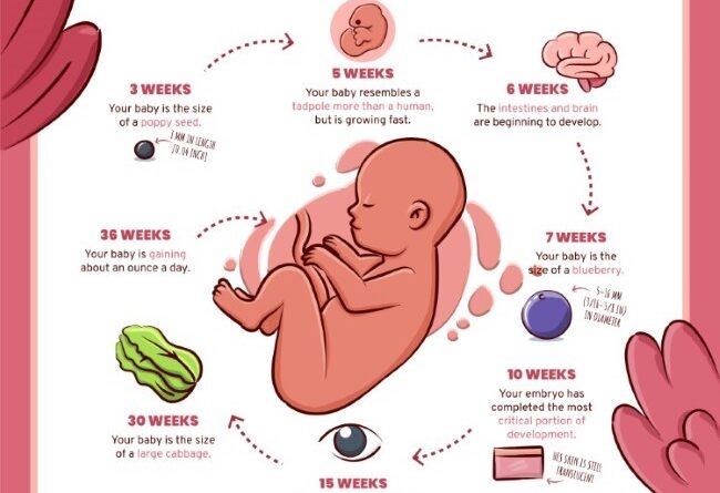 Fetus: Growth, Development and Nutrition